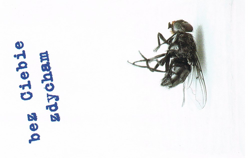 2005 : PL > Poznan | SchreibSoerensen - Postcards for strangers